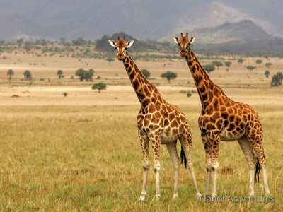 Ultimate 8-Day Uganda Safari: Gorillas, Chimps, Rhinos & Nile River Adventures - Image - 3675